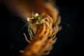   Tiny Caribbean Wire Coral Shrimp hanging about 15m.Nikon D800 Nauticam housing 105mm Macro SMC dual Inon Z240 Strobes. 15m. 15m Strobes  